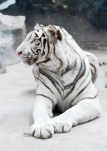 Tigre blanco de Bengala — Foto de Stock