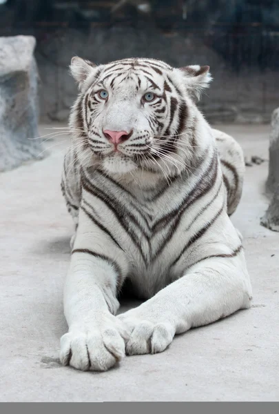 Weißer bengalischer Tiger — Stockfoto