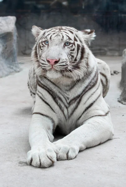 Biały tygrys bengalski — Zdjęcie stockowe