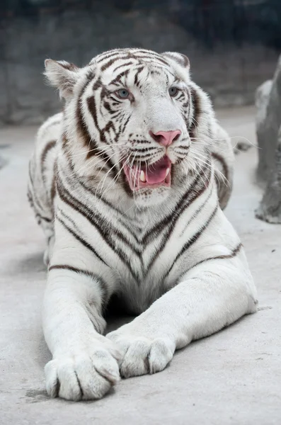 Biały tygrys bengalski — Zdjęcie stockowe