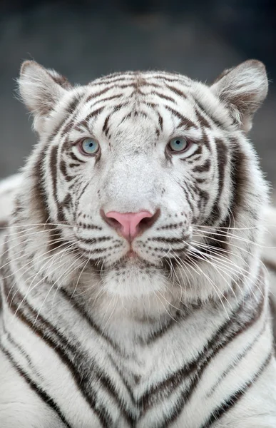 Witte Bengaalse tijger — Stockfoto