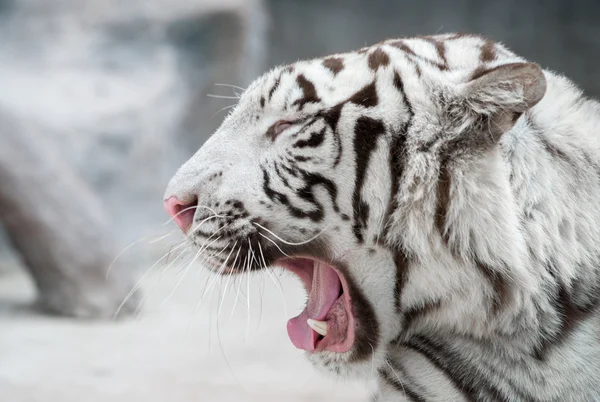 Weißer bengalischer Tiger — Stockfoto