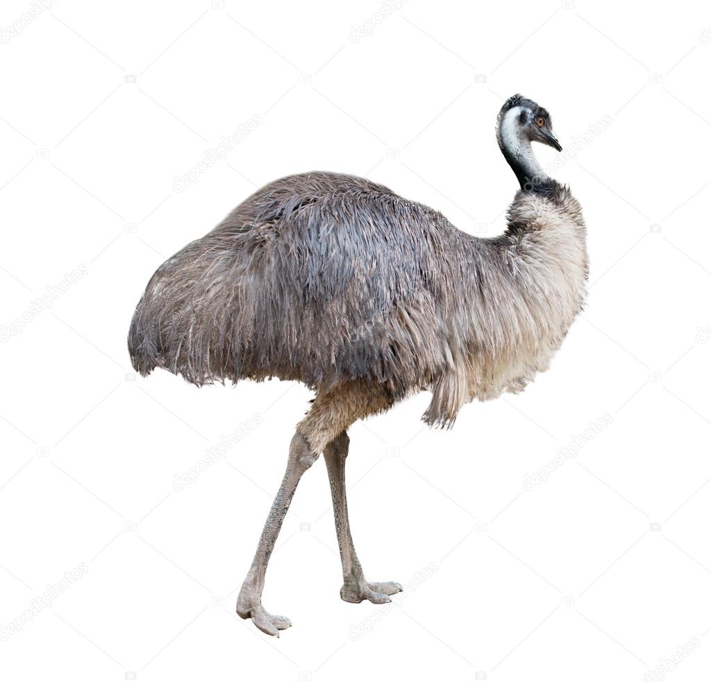 emu isolated on white background