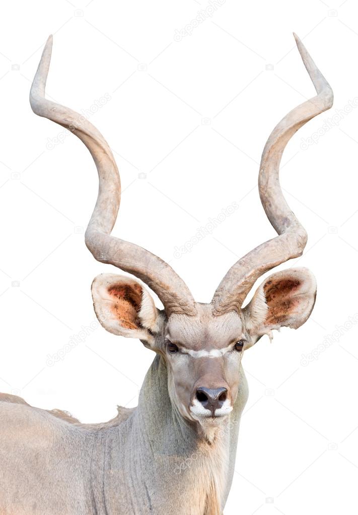male greater kudu isolated 