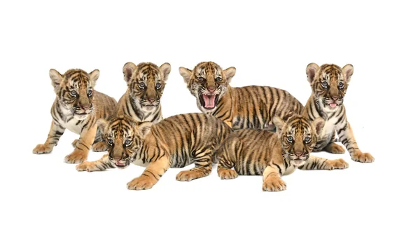 Bebé tigre de bengala aislado —  Fotos de Stock