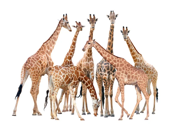 Группа изолированных жирафов — стоковое фото