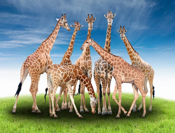 Gruppo di giraffa — Foto Stock