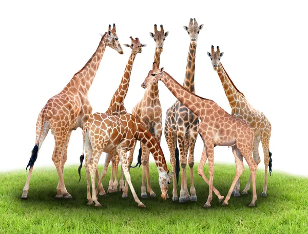 Gruppo di giraffa — Foto Stock