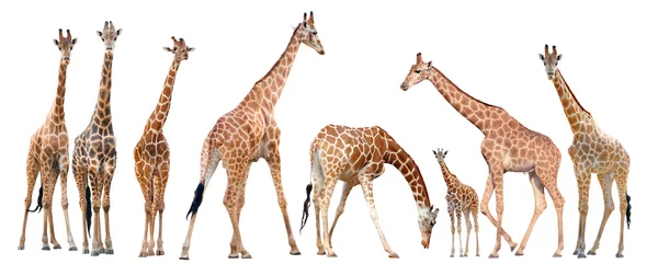 Group of giraffe isolated — Stock Photo, Image