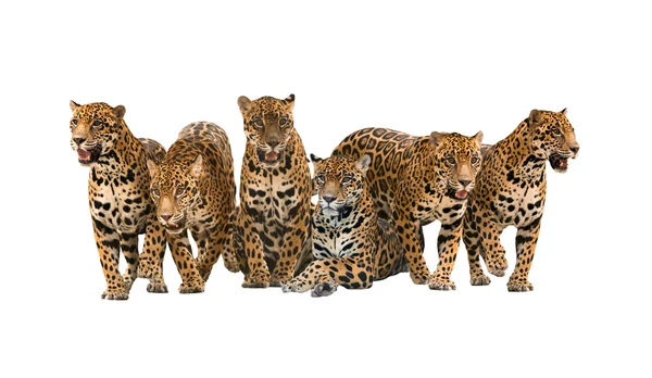 Group of jaguar — Stock Photo, Image