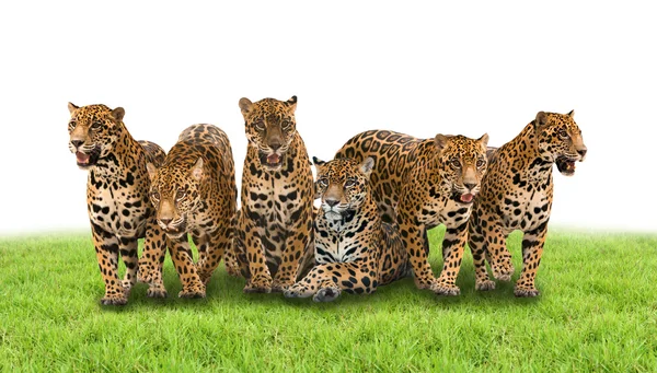 Grupp av jaguar — Stockfoto