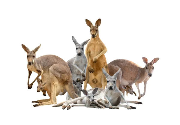 Group of kangaroo — Stock Photo, Image