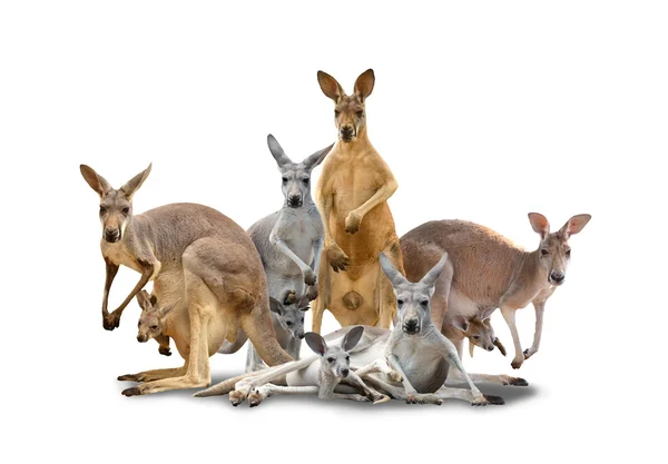 Group of kangaroo — Stock Photo, Image