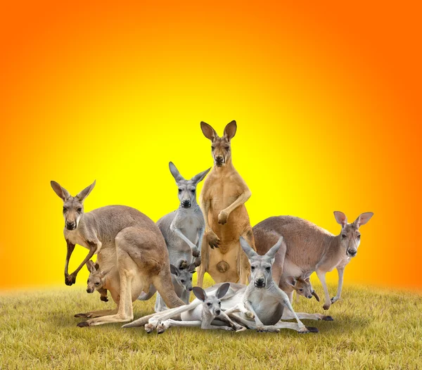 Kanguru grup — Stok fotoğraf