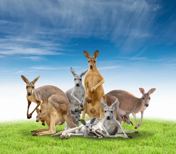 Group of kangaroo — Stock Photo, Image