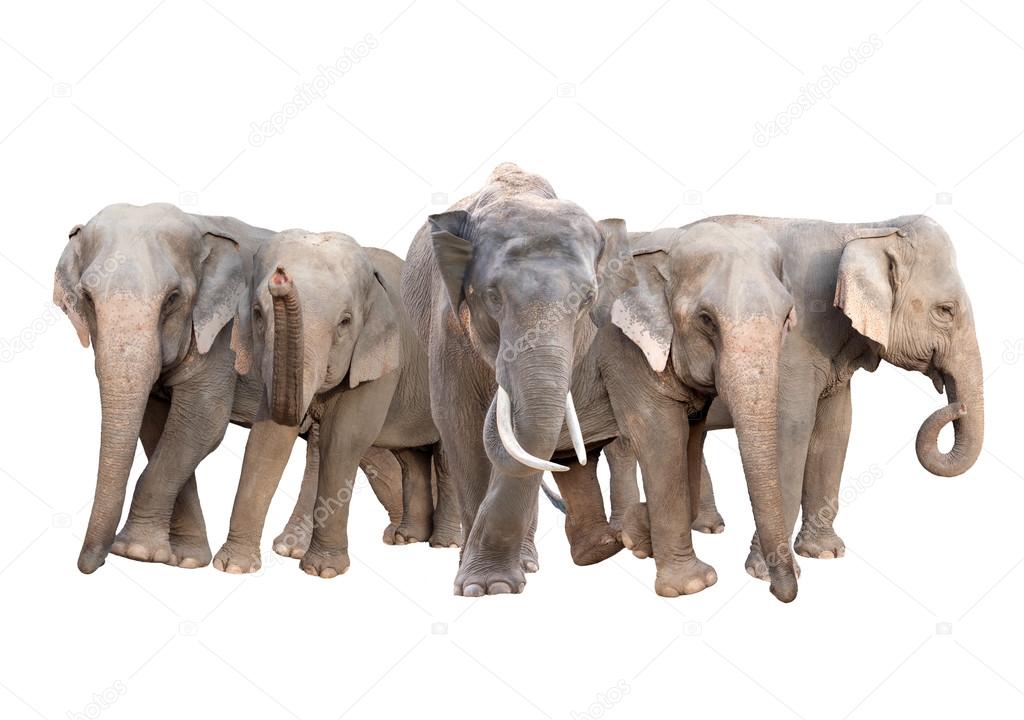 group of asia elephant isolated 