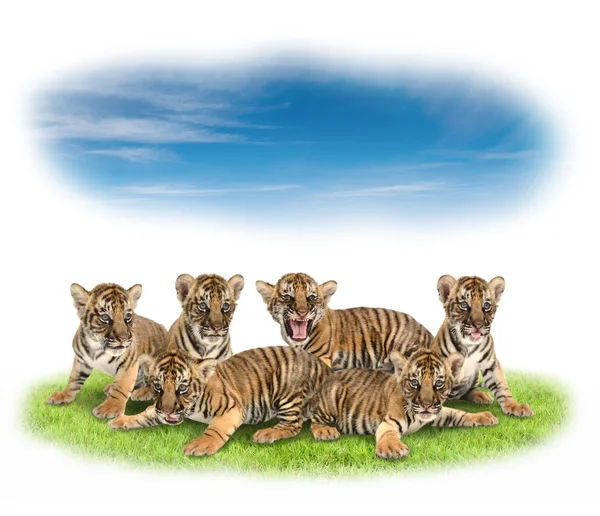Dziecko Tygrys Bengalski — Zdjęcie stockowe