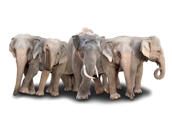 集团的亚洲大象 — 图库照片