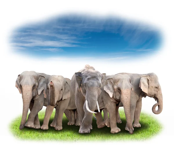 Groupe d'éléphant d'Asie — Photo