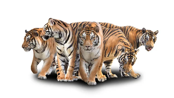 Gruppe bengaler Tiger — Stockfoto