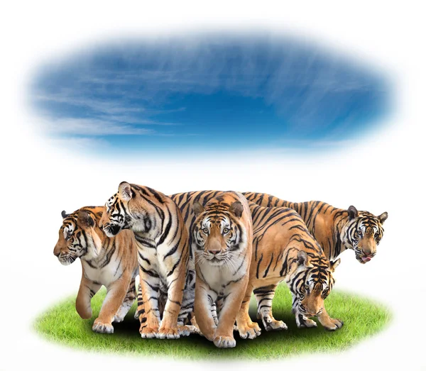 Group of bengal tiger — Stock Photo, Image