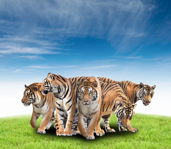 Grupo de tigre de bengala —  Fotos de Stock