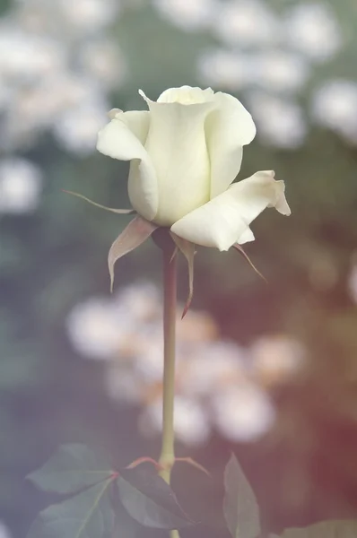 Rosa blanca con efecto de luz de bengala — Foto de Stock