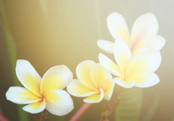 Plumeria çiçek parlama ışık ile — Stok fotoğraf