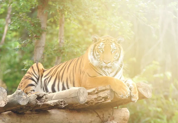 Tigre de bengala se acuesta en la camada con luz de bengala — Foto de Stock