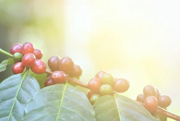 Čerstvé kávy bean na stromě — Stock fotografie