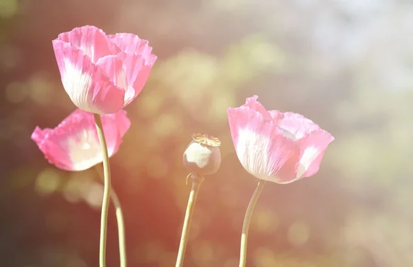 フレアの光でケシの花 — ストック写真