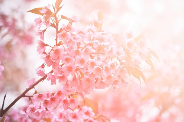 Flor de cereja himalaia selvagem com luz de sinalização — Fotografia de Stock