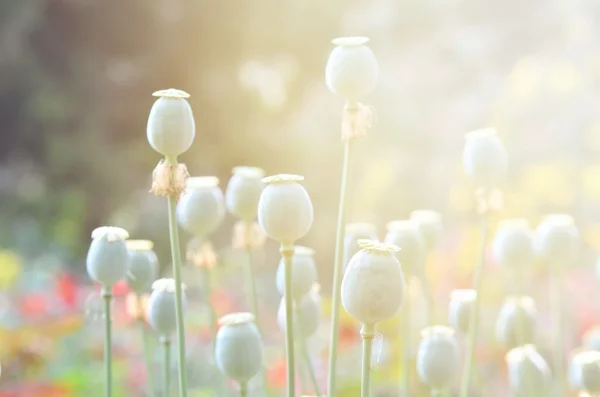 Cápsula de papoila no jardim da papoila com luz de sinalização — Fotografia de Stock