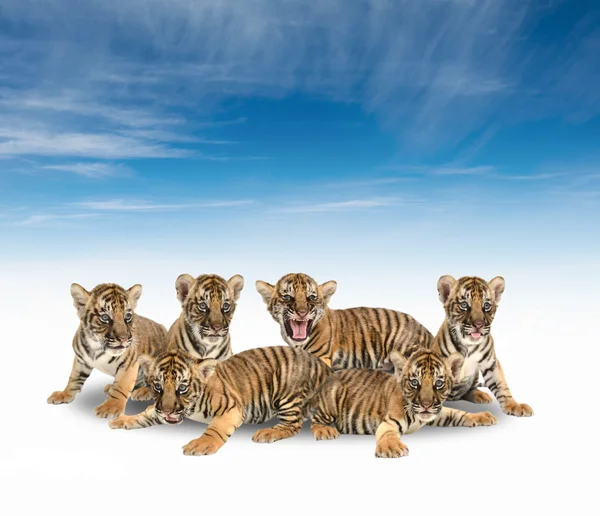 Grupp av baby bengalisk tiger — Stockfoto