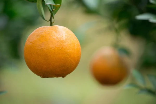 Fresh orange hang on tree — Stock Photo, Image