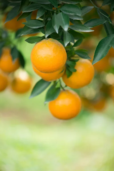 Fresh orange hang on tree — Stock Photo, Image