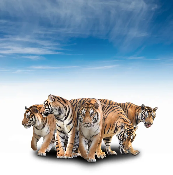 Group of bengal tiger — Stock Photo, Image