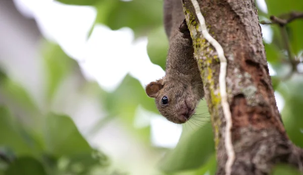 Esquilo de Pallas ou esquilo de barriga vermelha — Fotografia de Stock