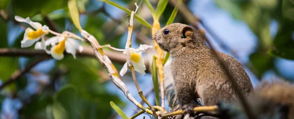 Orlica wiewiórki lub Red-bellied wiewiórka — Zdjęcie stockowe