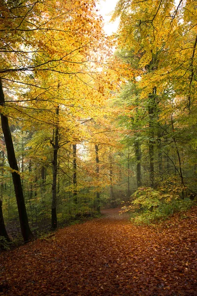 Colorful autumn forest — Stock Photo, Image