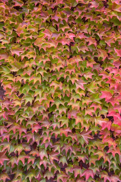 Walls are covered with ivy — Stock Photo, Image