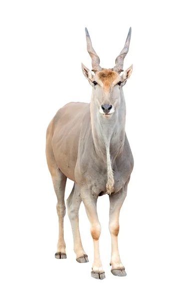 Eland geïsoleerd op witte achtergrond — Stockfoto