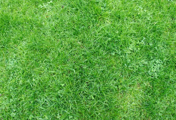 Fresh green grass — Stock Photo, Image