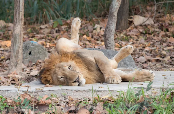 Leão deitado no chão — Fotografia de Stock