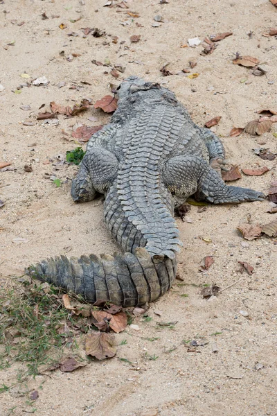 Дорсальная часть крокодила — стоковое фото