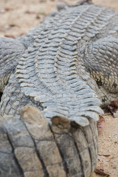 Спинна частина крокодила — стокове фото