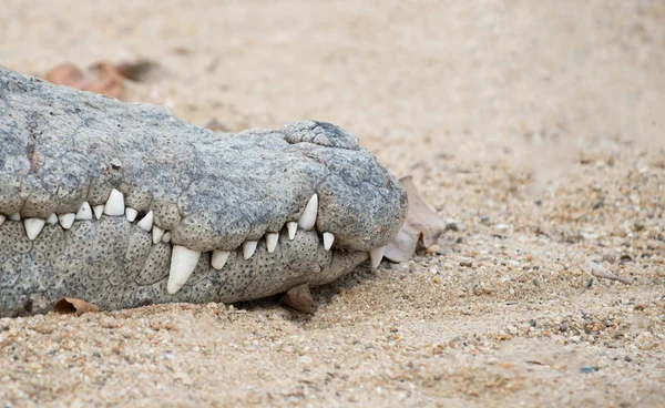 Крупним планом рот крокодила — стокове фото
