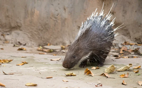 Stachelschwein, Himalaya-Stachelschwein, Großes Stachelschwein — Stockfoto