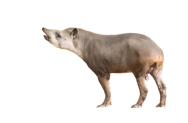 Tapir Ameryki Południowej lub brazylijskiego tapira na białym tle — Zdjęcie stockowe