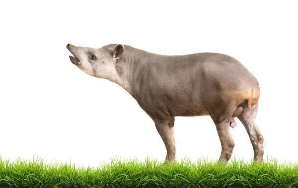 Zuid-Amerikaanse Tapir of Braziliaanse Tapir geïsoleerd — Stockfoto